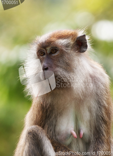 Image of macaque monkey