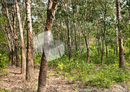 Image of rubber tree plantation