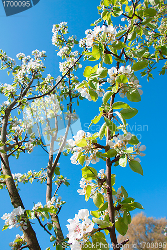 Image of Apple-tree in colour