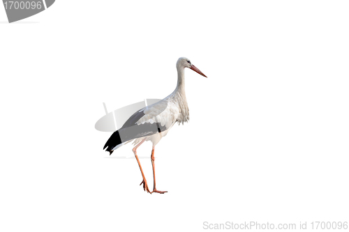 Image of Stork