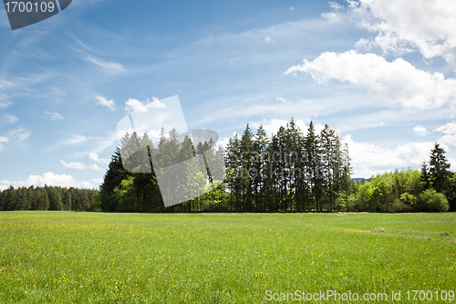 Image of Forest and blue sky