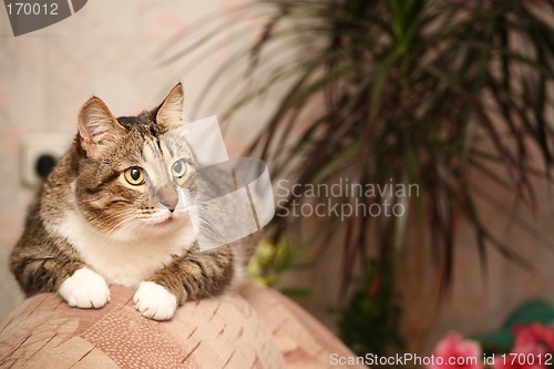 Image of Senior cat