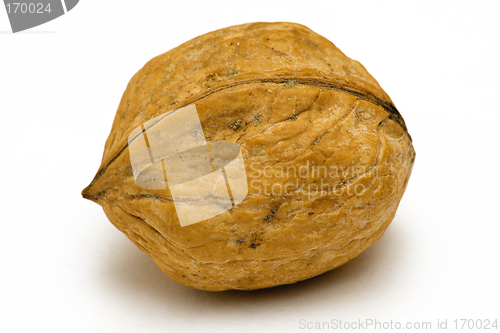 Image of Single Walnut