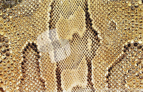 Image of Textures – Snakeskin #03