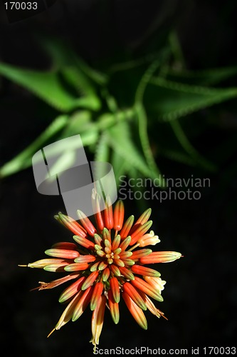 Image of Aloe and Flower