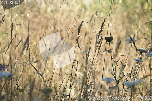 Image of Grassland