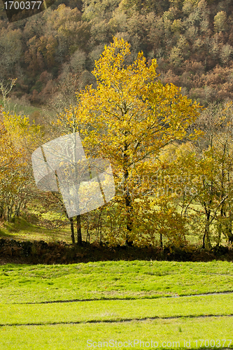 Image of Yellow trees at green pasture