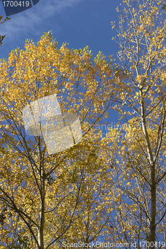 Image of Yellow trees