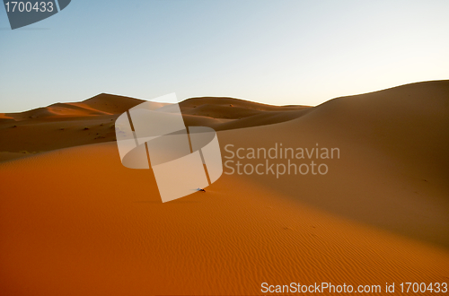 Image of Sand dune