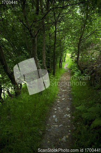 Image of Forest path