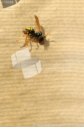 Image of Dead Wasp