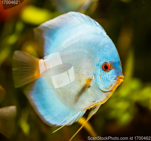 Image of Symphysodon discus