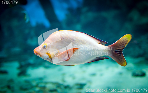 Image of fish - lutjanus gibbus