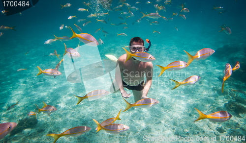 Image of Snorkeler