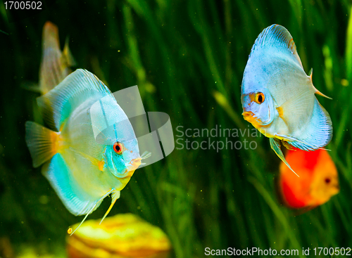 Image of Symphysodon discus