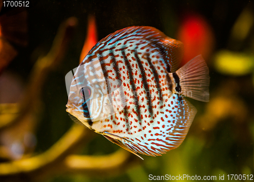 Image of Symphysodon discus