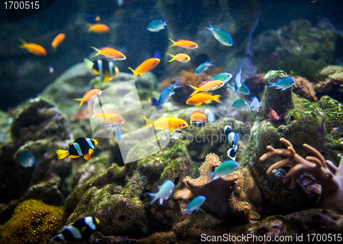 Image of Coral reef and fishes.