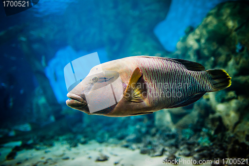 Image of fish - Cheilinus undulatus