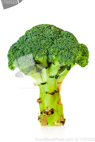 Image of Broccoli (Brassica silvestris)