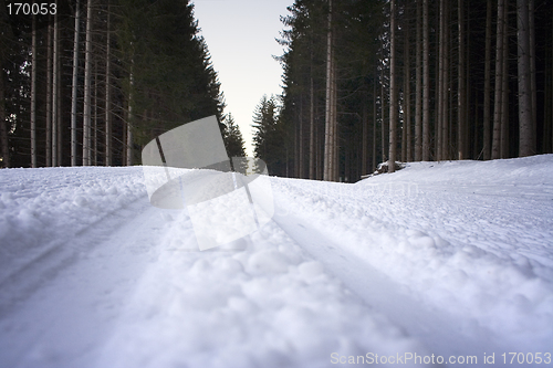 Image of Cross-Country Ski Run