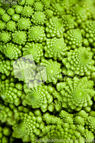 Image of background - broccolo romanesco (Brassica oleracea)