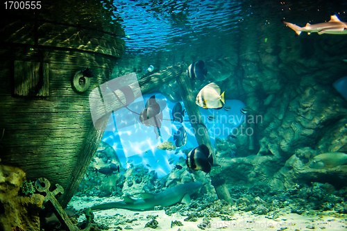 Image of oceanarium