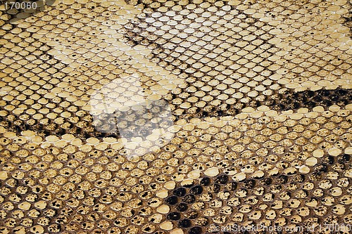 Image of Textures – Snakeskin #04