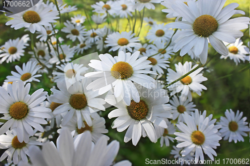 Image of marguerites