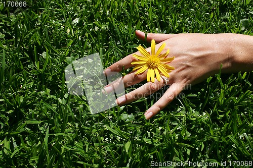 Image of Grass Hand