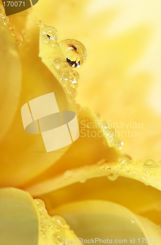 Image of Petal Drop