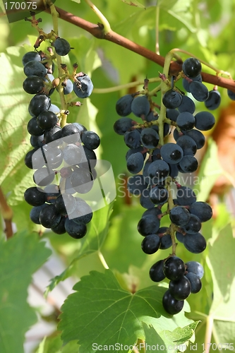 Image of grapes