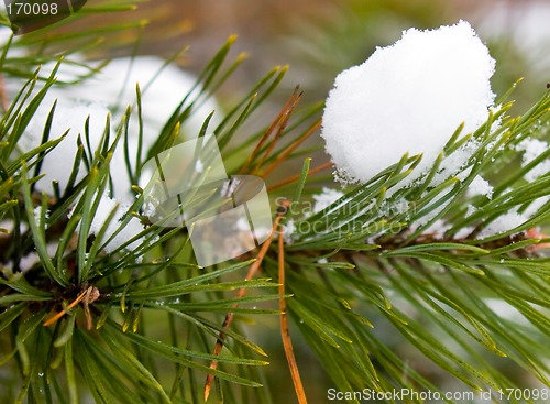 Image of Pine-tree under snow