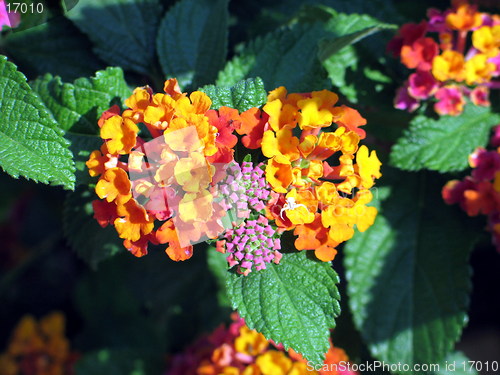 Image of Flowers