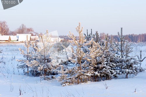 Image of Pine-trees under snow