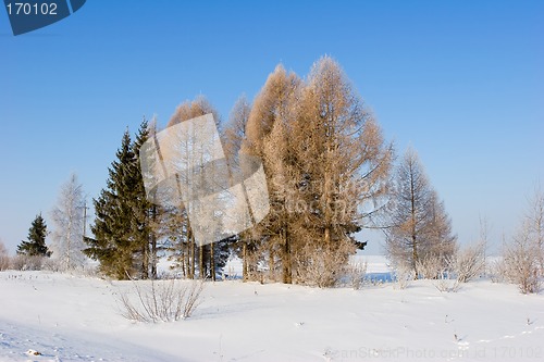 Image of Frosten trees