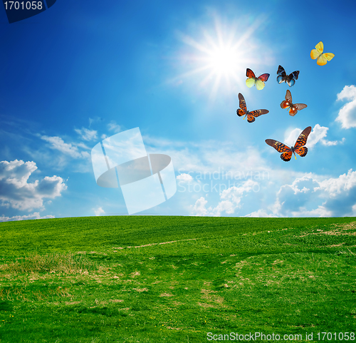 Image of Green perfect field, a butterfly group flying