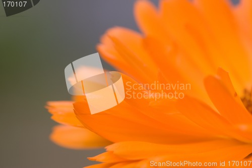 Image of Orange flower(Calendula) macro