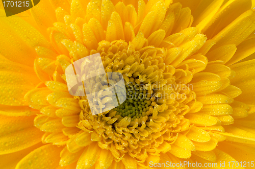 Image of Yellow gerbera flower