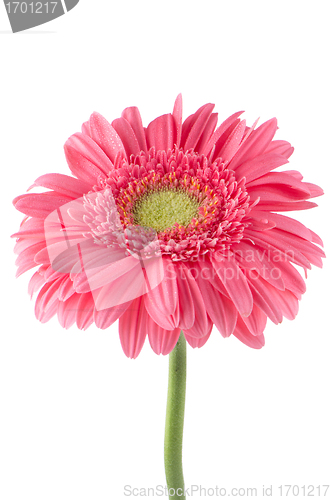 Image of Pink gerbera daisy flower