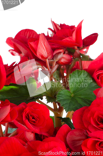 Image of Begonia Elatior gemengd flower