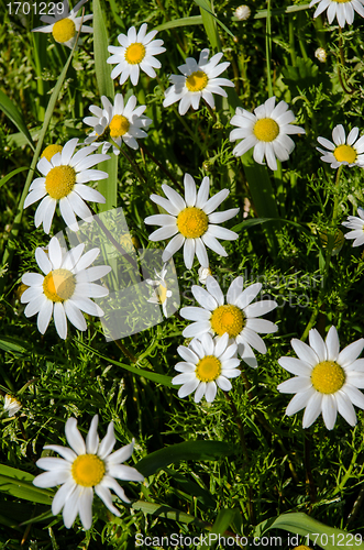 Image of Natual daisies
