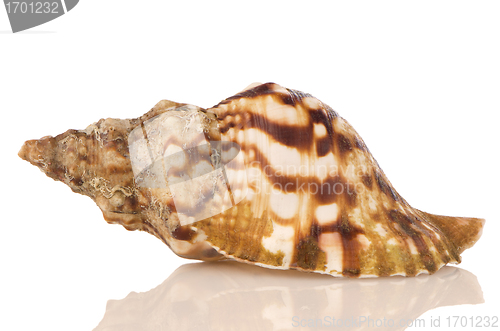 Image of Sea shell