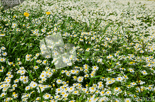 Image of Field of daisies