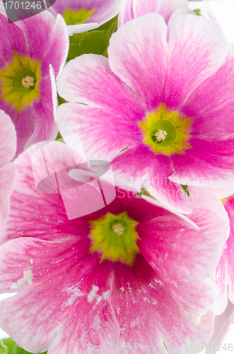 Image of Closeup of pink primrose flowers