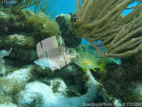 Image of Flora and Fauna of Caribbean Sea