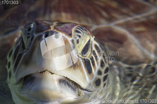 Image of Sea Turtle Eyes and Face