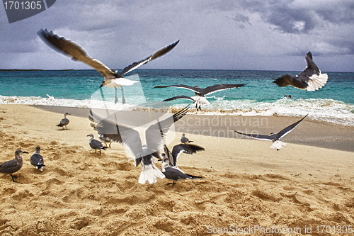 Image of Seagulls fying above a beautiful Beach