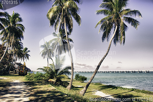 Image of Detail of Keys Islands in Florida