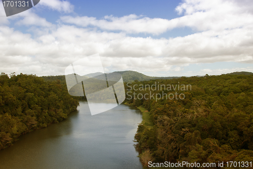 Image of Rain Forest on the road to Kuranda