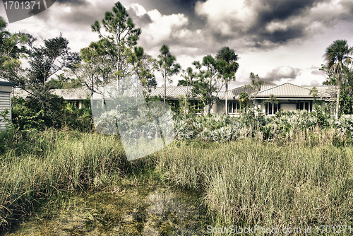 Image of Vegetation in Florida, U.S.A.